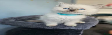 Ragdoll Kitten 4
