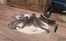 Bengal cats for sale: BENGAL Cross Kittens ♡ BLUE | READY NOW - Image 5
