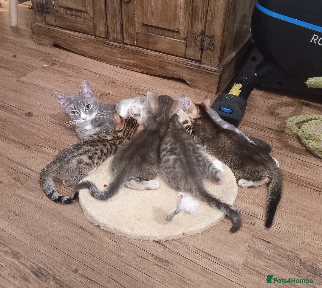 Bengal cats for sale: BENGAL Cross Kittens ♡ BLUE | READY NOW - Image 5
