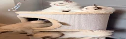 Ragdoll cats for sale: Premium Quality✨️🏆 TICA Reg European Ragdolls 🩷  - Advert 15