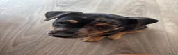Jack Russell dogs for sale: 🐾1 Merle Jack Russell Girl & 1 black & tan boy  - Advert 10