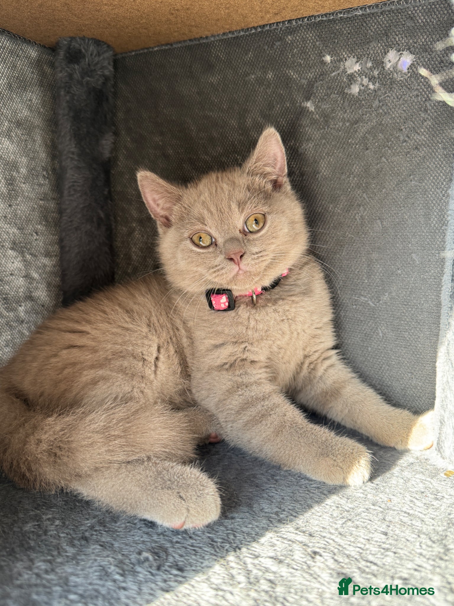 British Shorthair cats for sale: Beautiful British shorthair kittens  - Advert 32