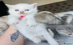 British Shorthair cats for sale: British short hair kittens  - Image 15