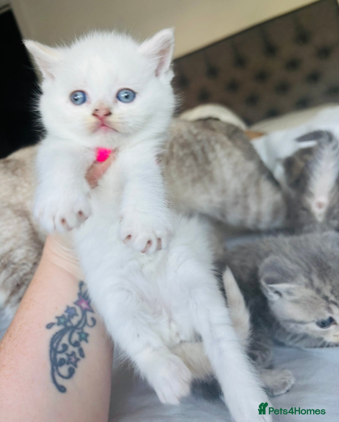 British Shorthair cats for sale: British short hair kittens  - Image 15