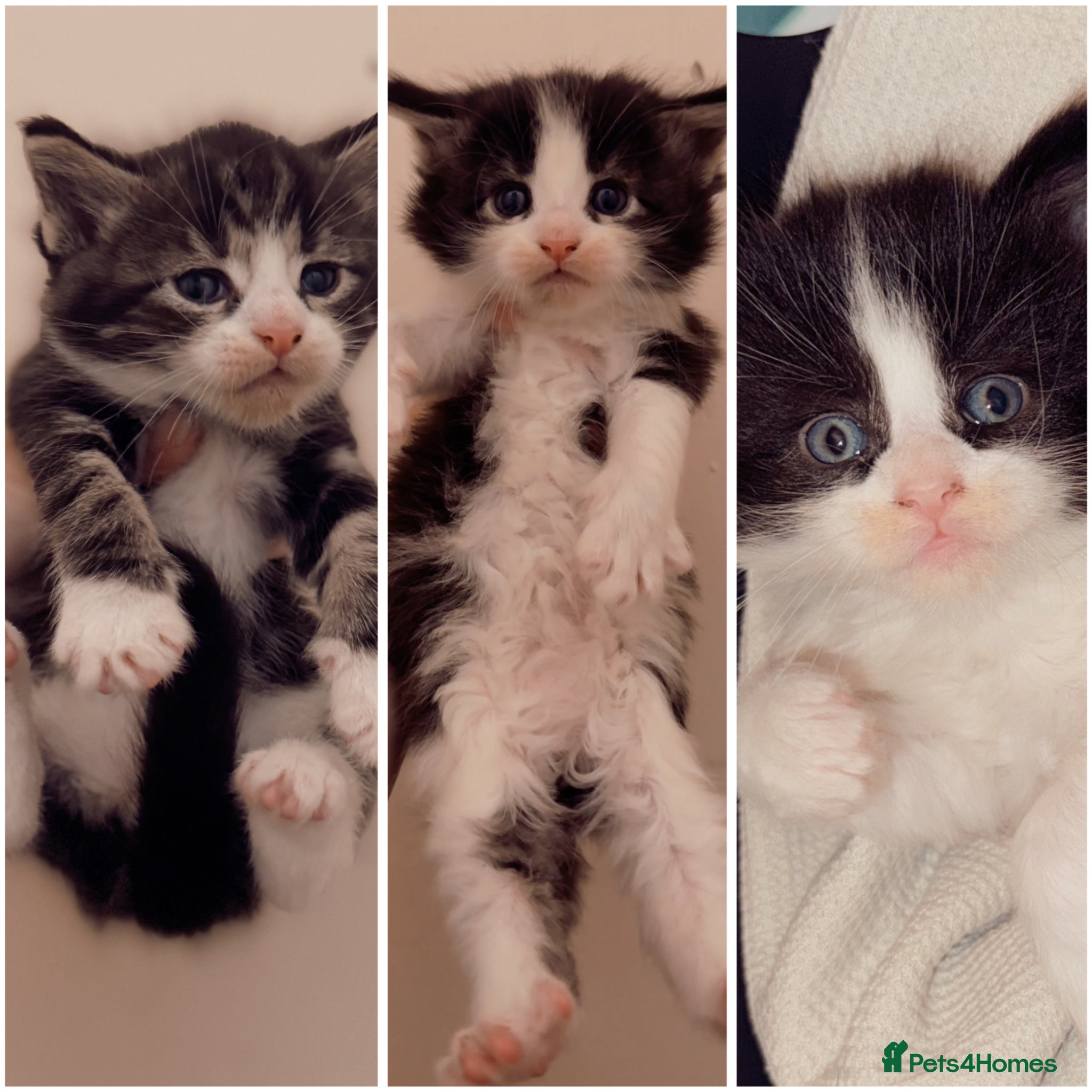 Maine Coon cats 3 Kittens Left 🖤 2 Girls | 1 Boy - Advert 2