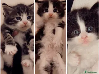 Maine Coon cats 3 Kittens Left 🖤 2 Girls | 1 Boy - Advert 2