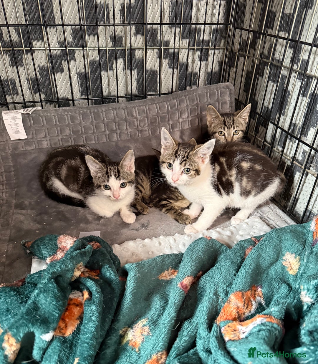 Brazilian Shorthair cats for sale: 3 Female Kittens left! Blue left! Purple, Yellow  - Image 1