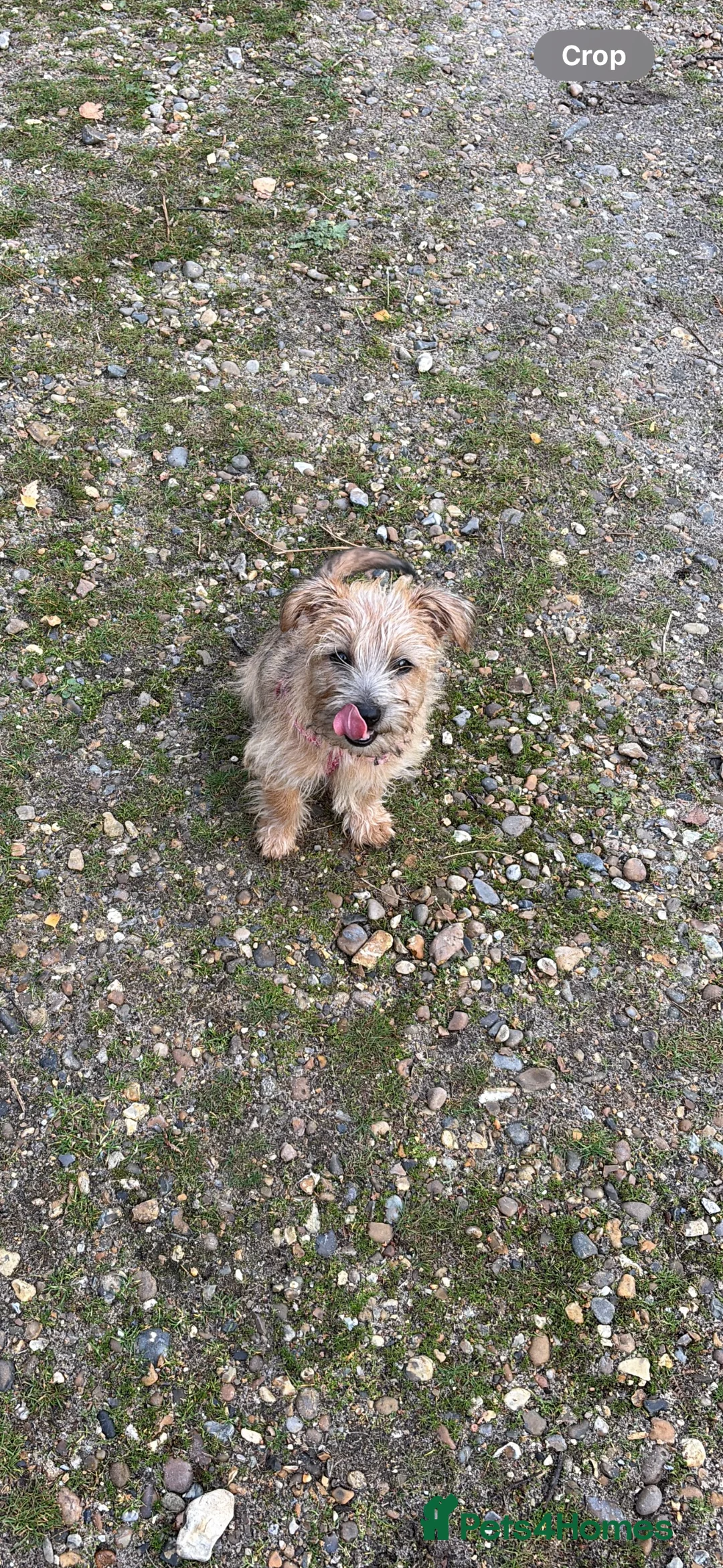 Norfolk Terrier dogs for sale: Gorgeous part trained Norfolk terrier bitch - Advert 2