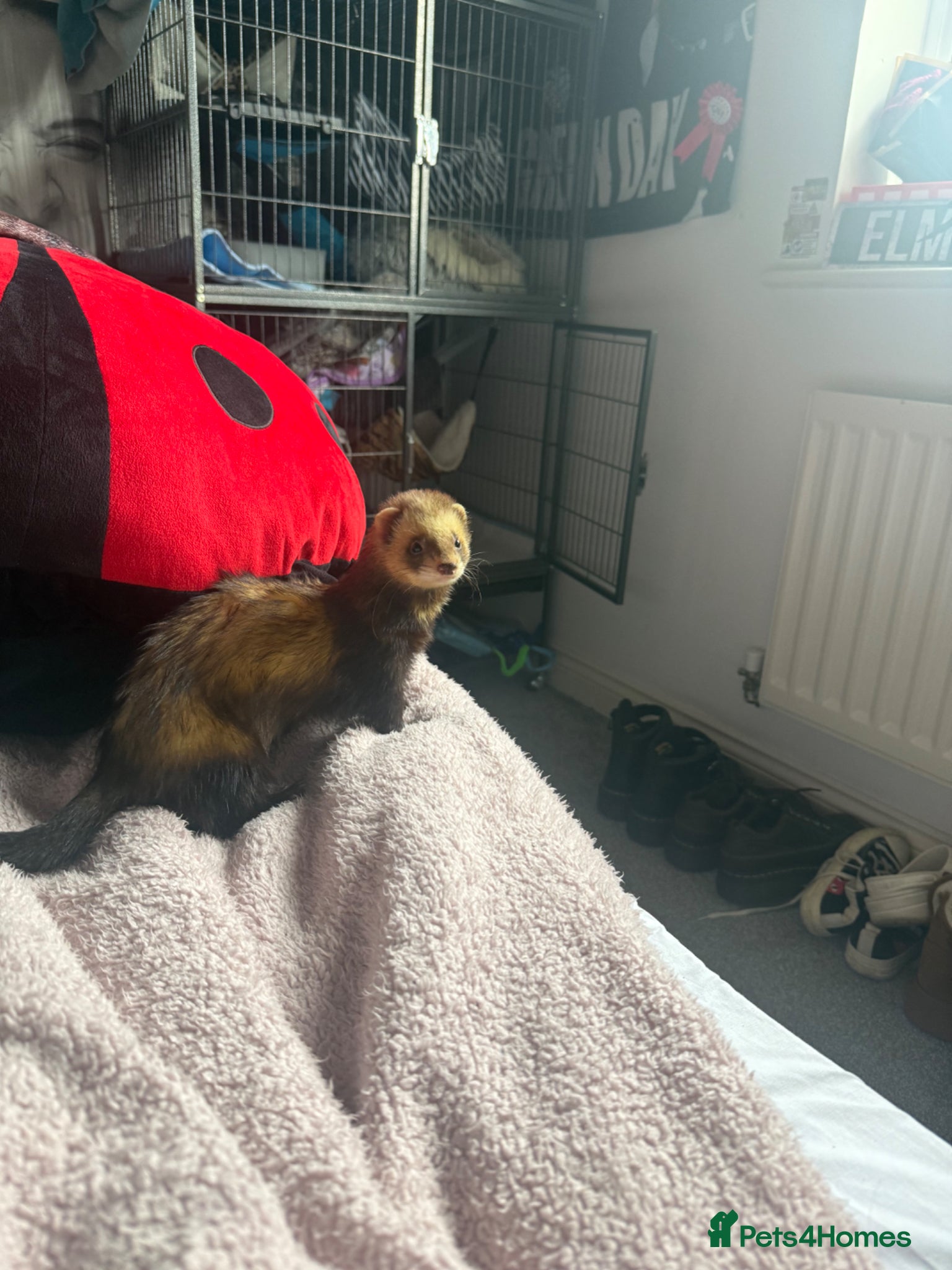 Ferret rodents Tame male ferret for a loving home - Advert 4