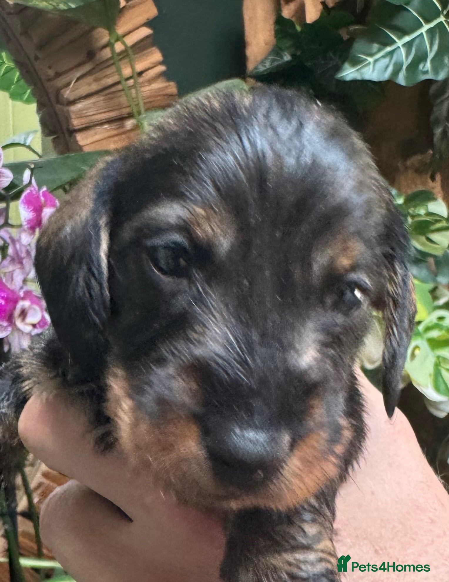 Miniature Dachshund dogs Miniature Wire haired Dachshund  - Advert 2