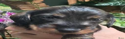 Miniature Dachshund dogs for sale: Miniature Wire haired Dachshund  - Advert 2