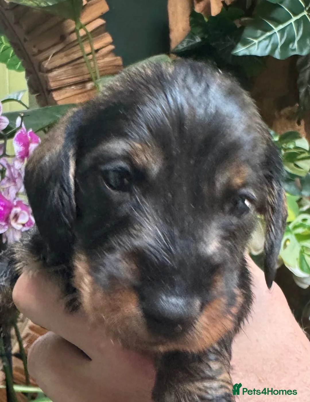 Miniature Dachshund dogs for sale: Miniature Wire haired Dachshund  - Advert 2