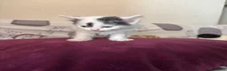 Mixed Breed cats for sale: 5 GORGEOUS KITTENS  - Advert 8