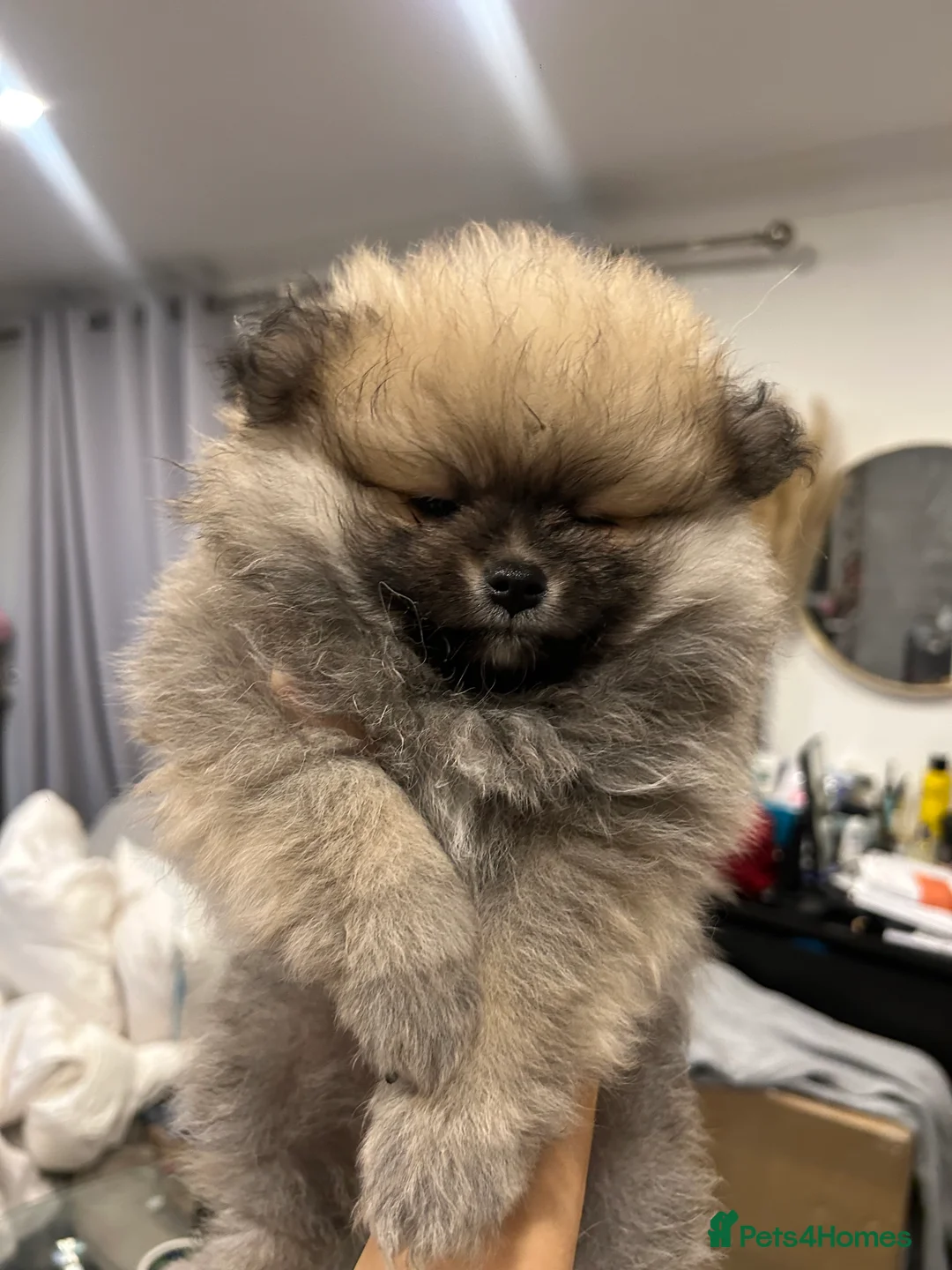 Pomeranian dogs for sale: 2 Pomeranian girls ready now  - Advert 14