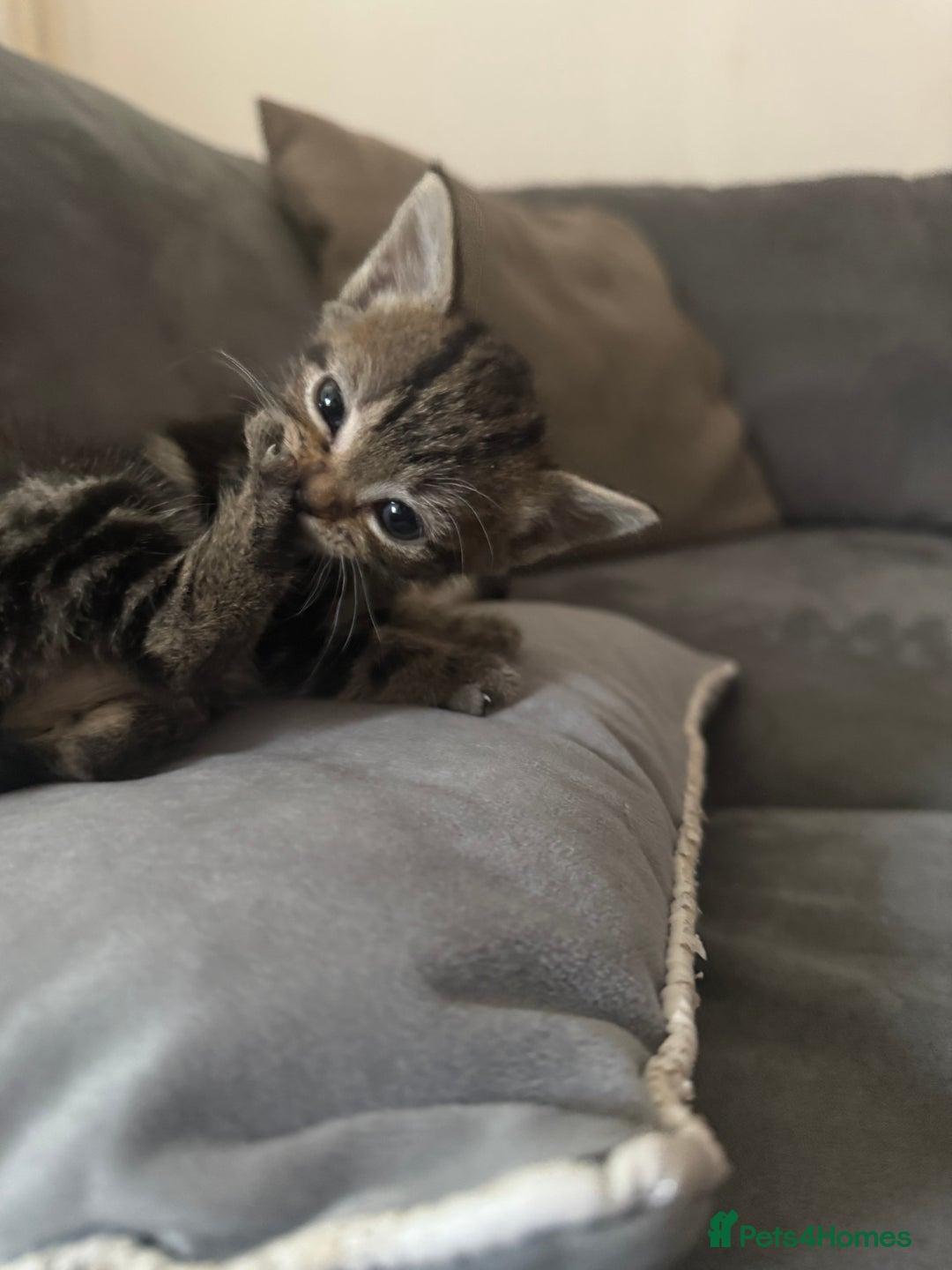 American Shorthair cats for sale: 4 beautiful kittens - Image 6