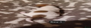 Jack Russell 1