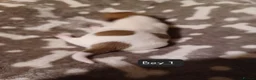 Jack Russell dogs for sale:  Minature Jack Russell Terrier Puppies. - Advert 9