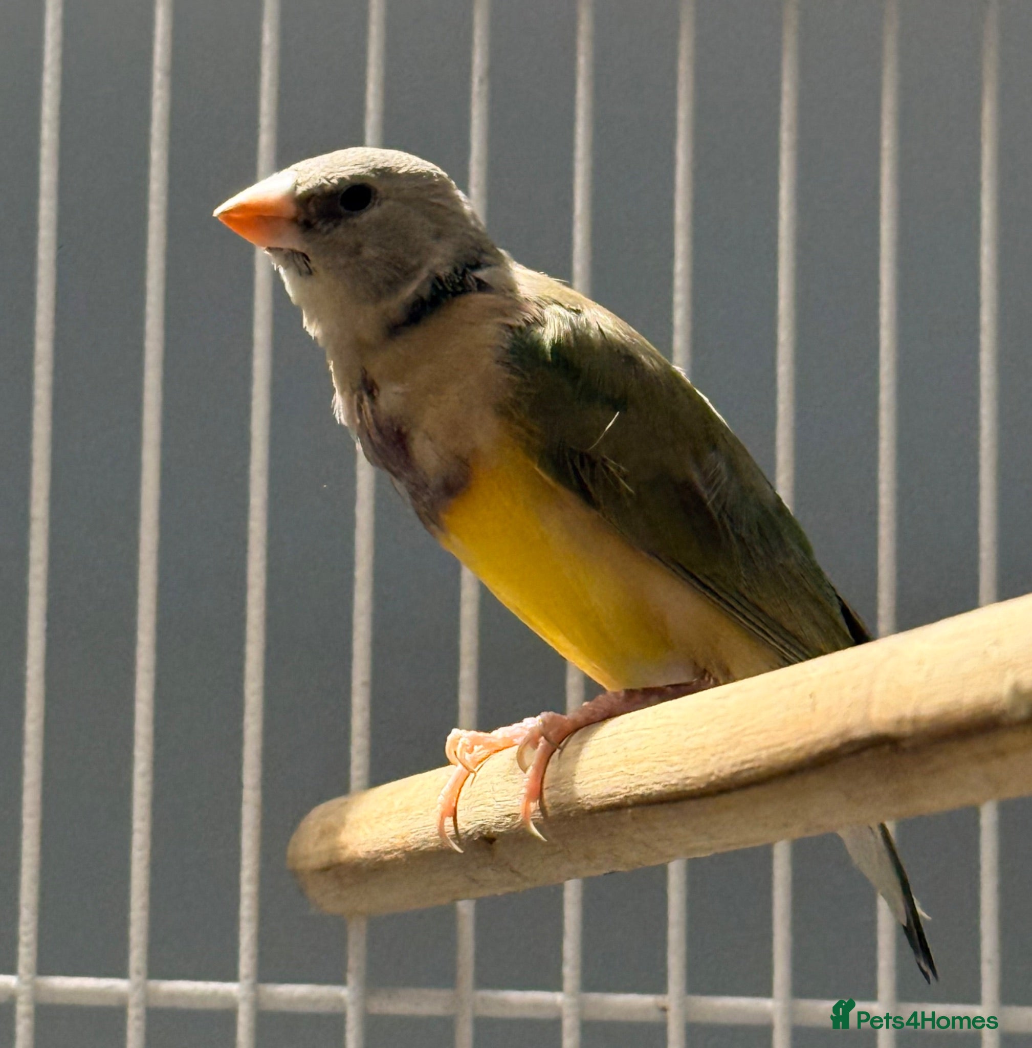 Finches birds Young Gouildan  Finch male - orange head  - Advert 1