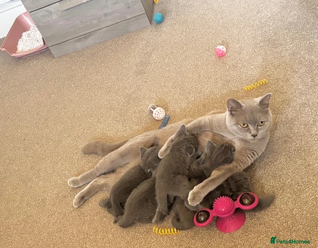 British Shorthair cats for sale: Chunky British shorthair kittens & 1 long haired  - Advert 10