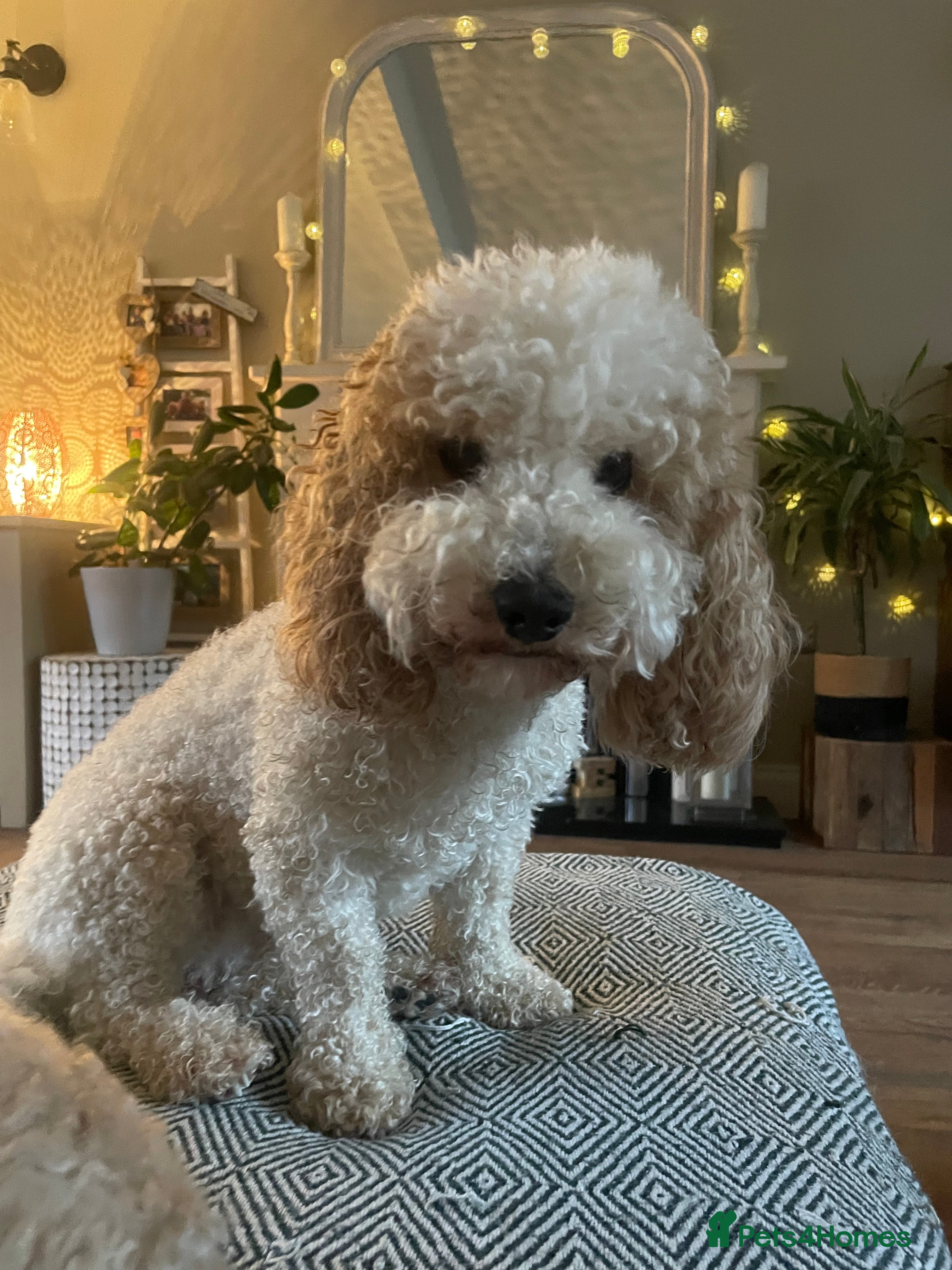 Cavapoochon dogs Beautiful Cavapoochon puppies - Advert 2