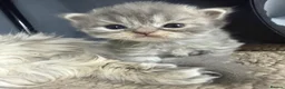Persian cats for sale: Beautiful Persian babies in Bradford - Advert 13