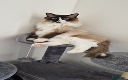 Ragdoll cats for sale: Oscar and barbe beautiful ragdol cats - Image 7