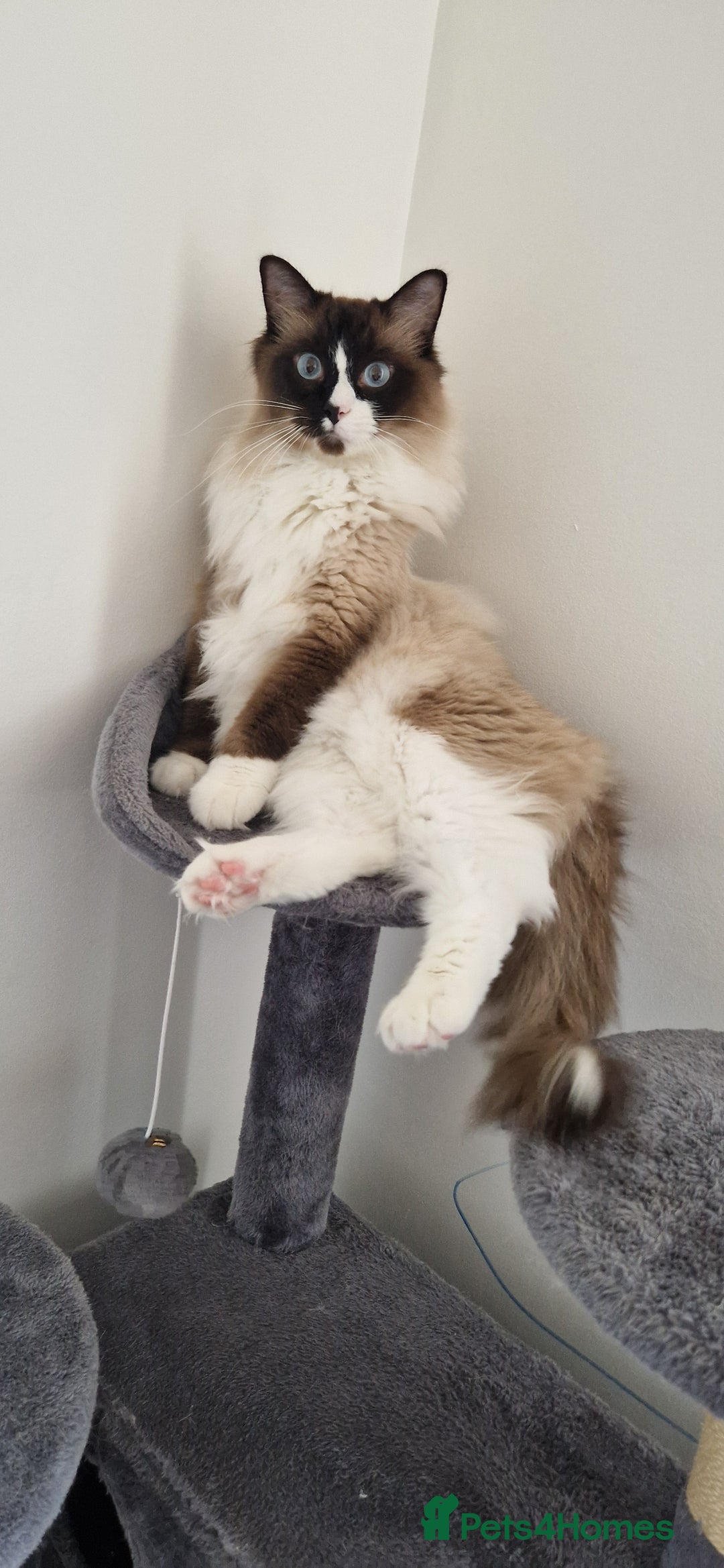 Ragdoll cats for sale: Oscar and barbe beautiful ragdol cats - Image 7