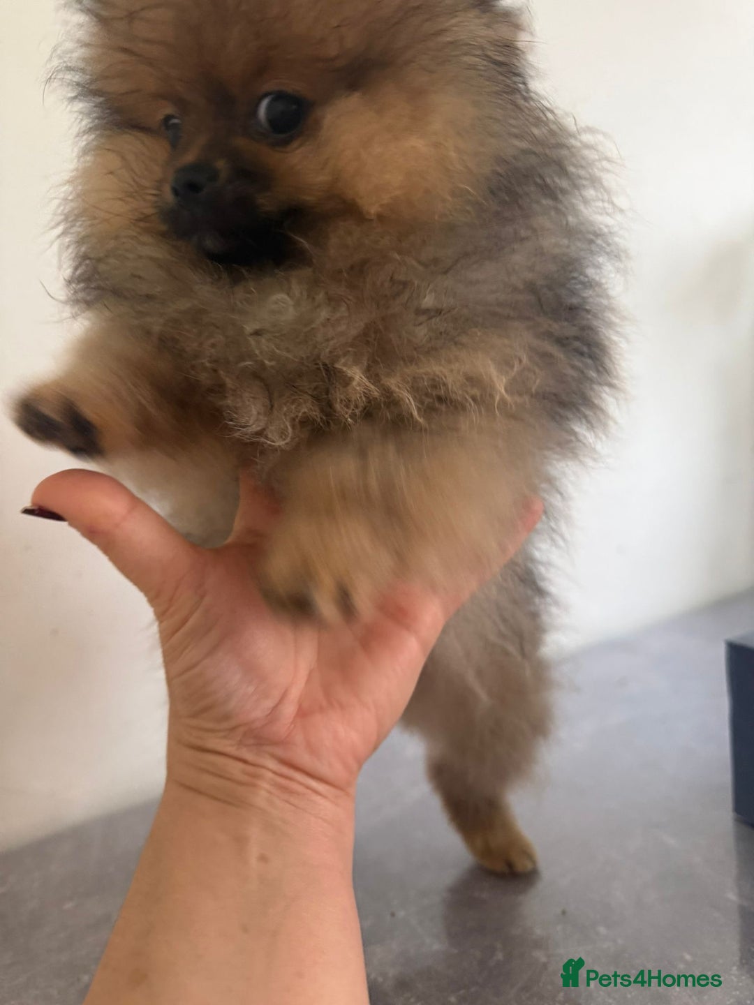 Pomeranian dogs for sale: Beautiful Pomeranian puppy in a unique colour - Advert 3