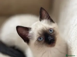 Siamese cats Beautiful Blue-Eyed Siamese-Type - Advert 5