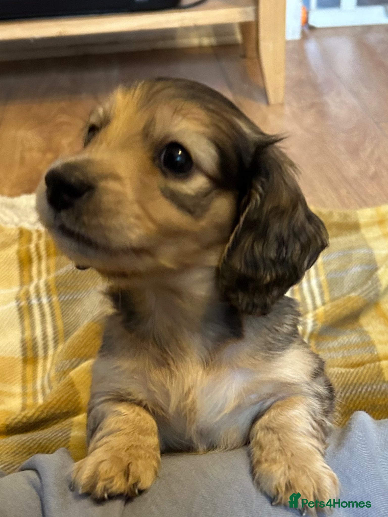 Miniature Dachshund dogs KC REG SHADED CREAM LONGHAIR MINIATURE DACHSHUND - Advert 2