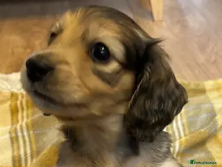 Miniature Dachshund dogs KC REG SHADED CREAM LONGHAIR MINIATURE DACHSHUND - Advert 2