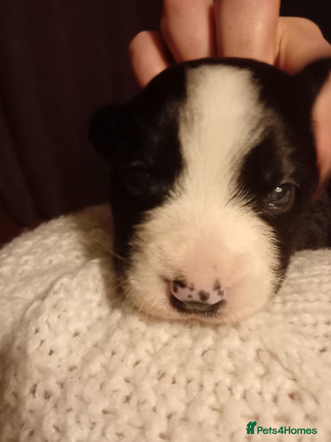 Border Collie dogs for sale: Border collie puppy ready now - Advert 3