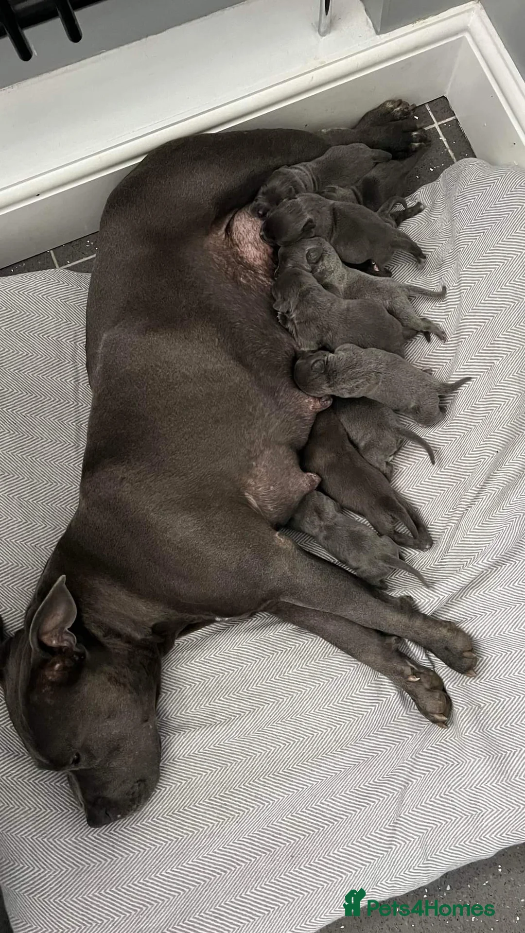 Staffordshire Bull Terrier dogs for stud: BLUE Proven 50+ litters, natural and artificial  in Erith - Advert 4