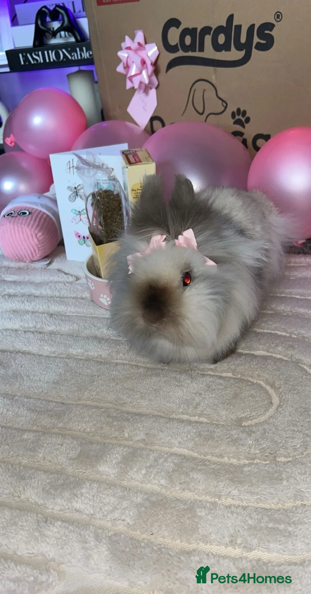 Lionhead rabbits for sale: Lionhead Doe  - Advert 6