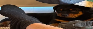 Rottweiler Puppy 1