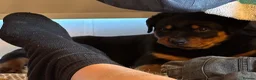 Rottweiler dogs for sale: Chunky Rottweiler boy  in Penzance - Advert 4