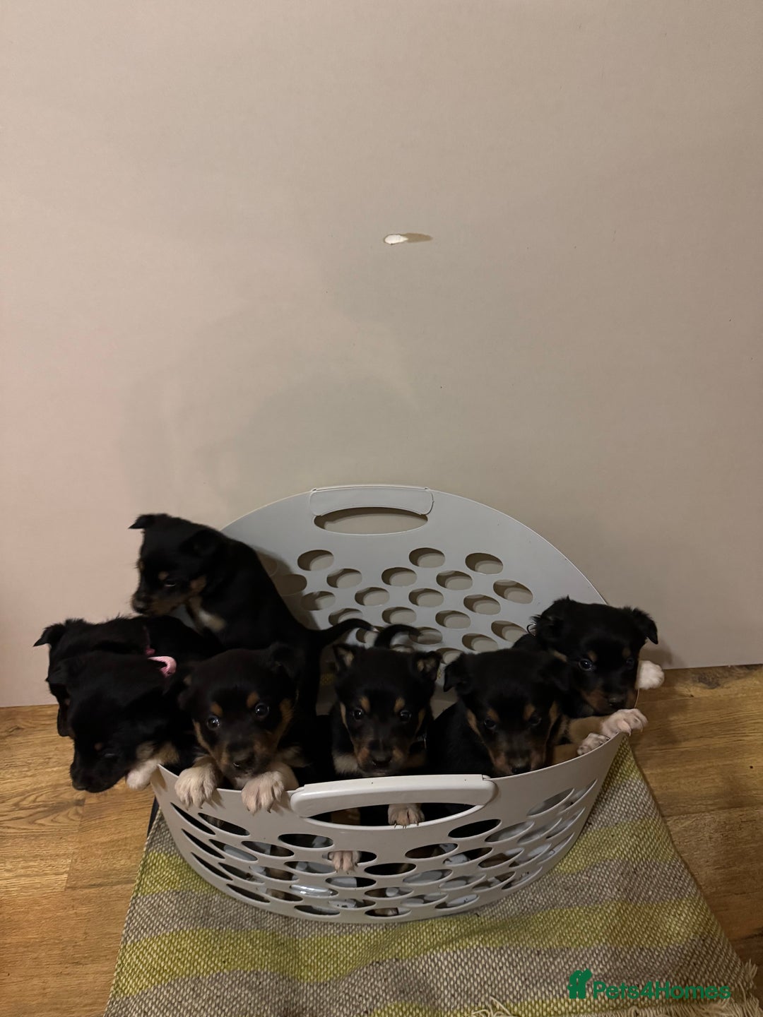 Border Collie dogs for sale: Puppies for sale  - Advert 9