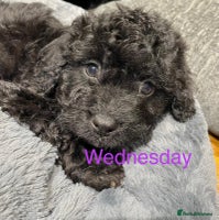 Cavapoo dogs - Advert 1