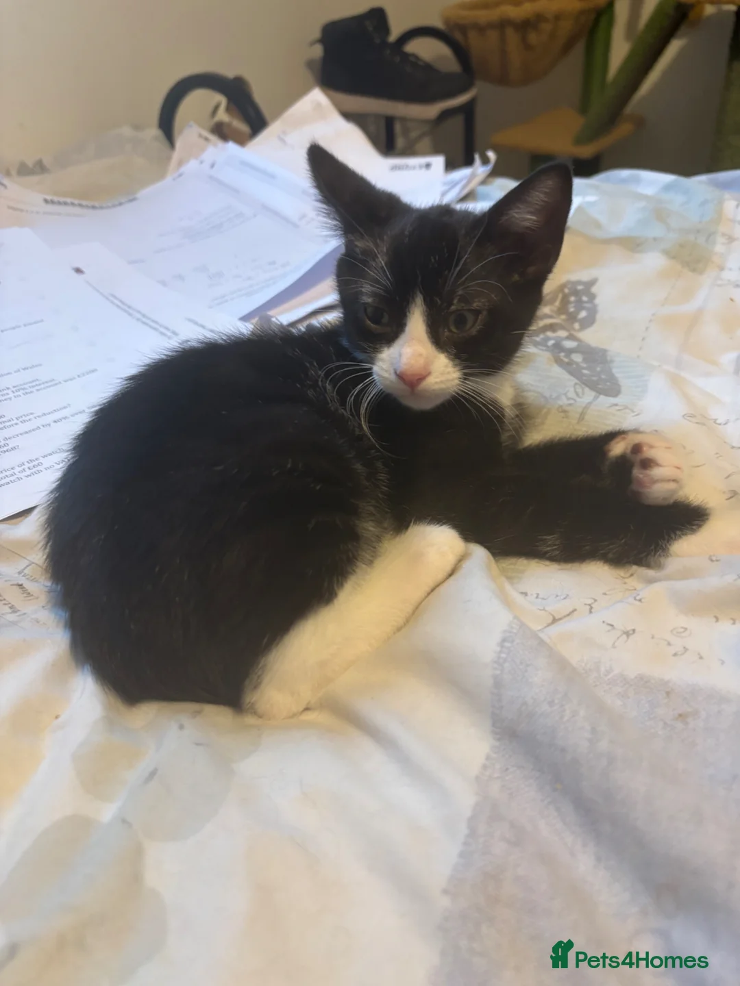 Mixed Breed cats for sale: Black and white male - Advert 4