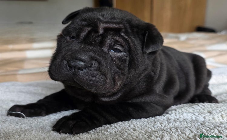 Shar Pei dogs in Plymouth - Advert 1