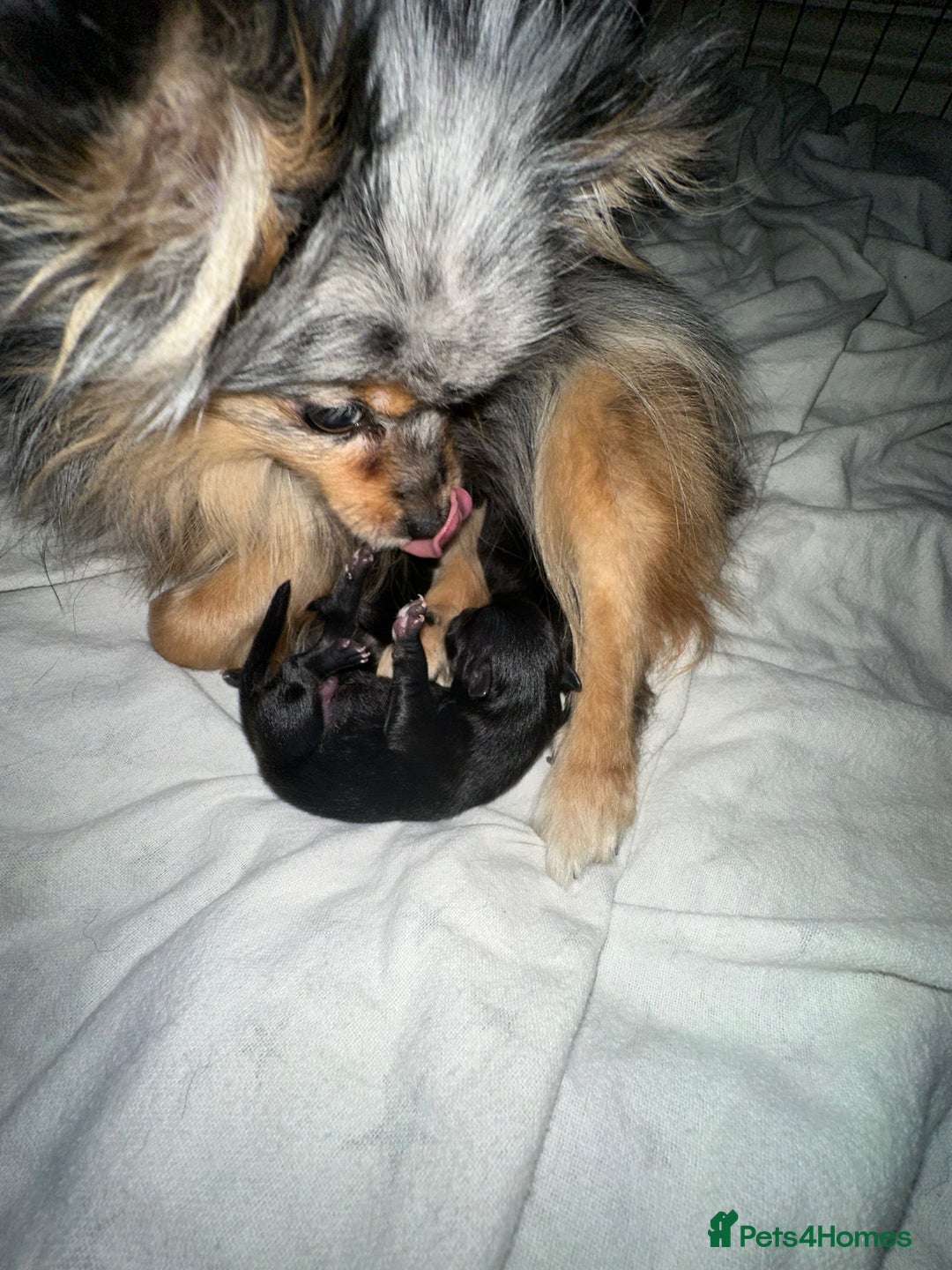 Pomeranian dogs for stud: Kai Kai lilac boy 💜  ( STUD ONLY ) (PROVEN)  in Liverpool - Advert 28