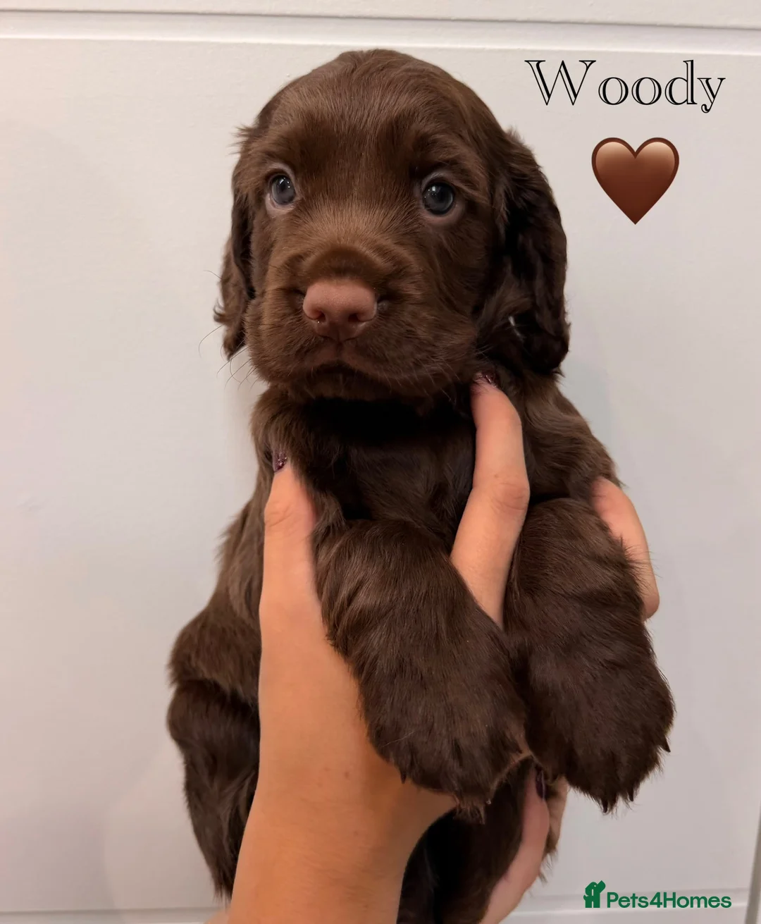 Cocker Spaniel dogs for sale: 3 Working Cocker Spaniel Puppies for sale - Advert 2