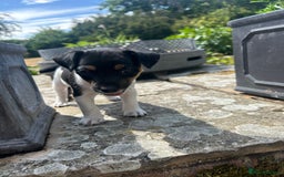 Jack Russell dogs for sale: Heavenly Jack Russell puppies - Image 8