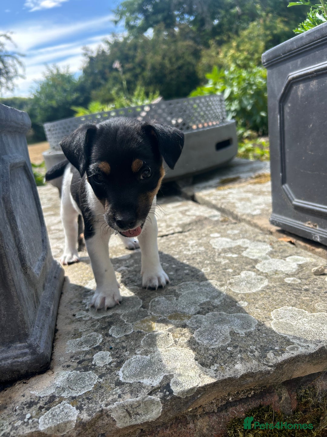 Jack Russell dogs for sale: Heavenly Jack Russell puppies - Image 8