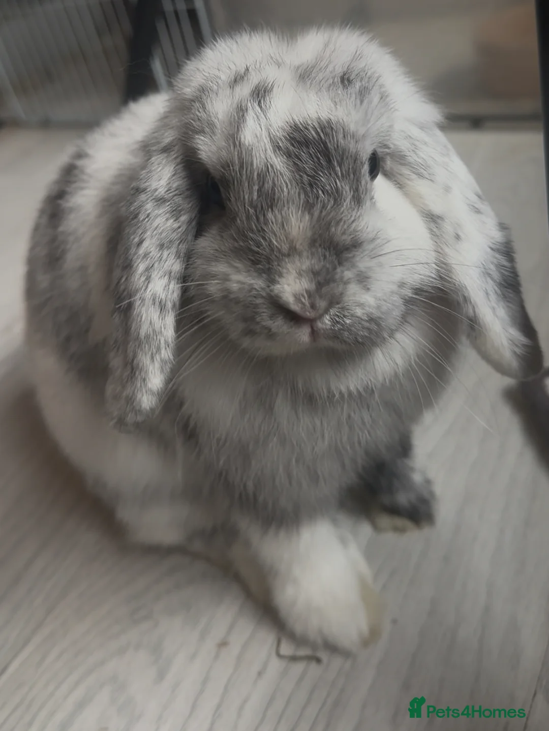 Mini Lop rabbits for sale: Female mini Lop  - Advert 3