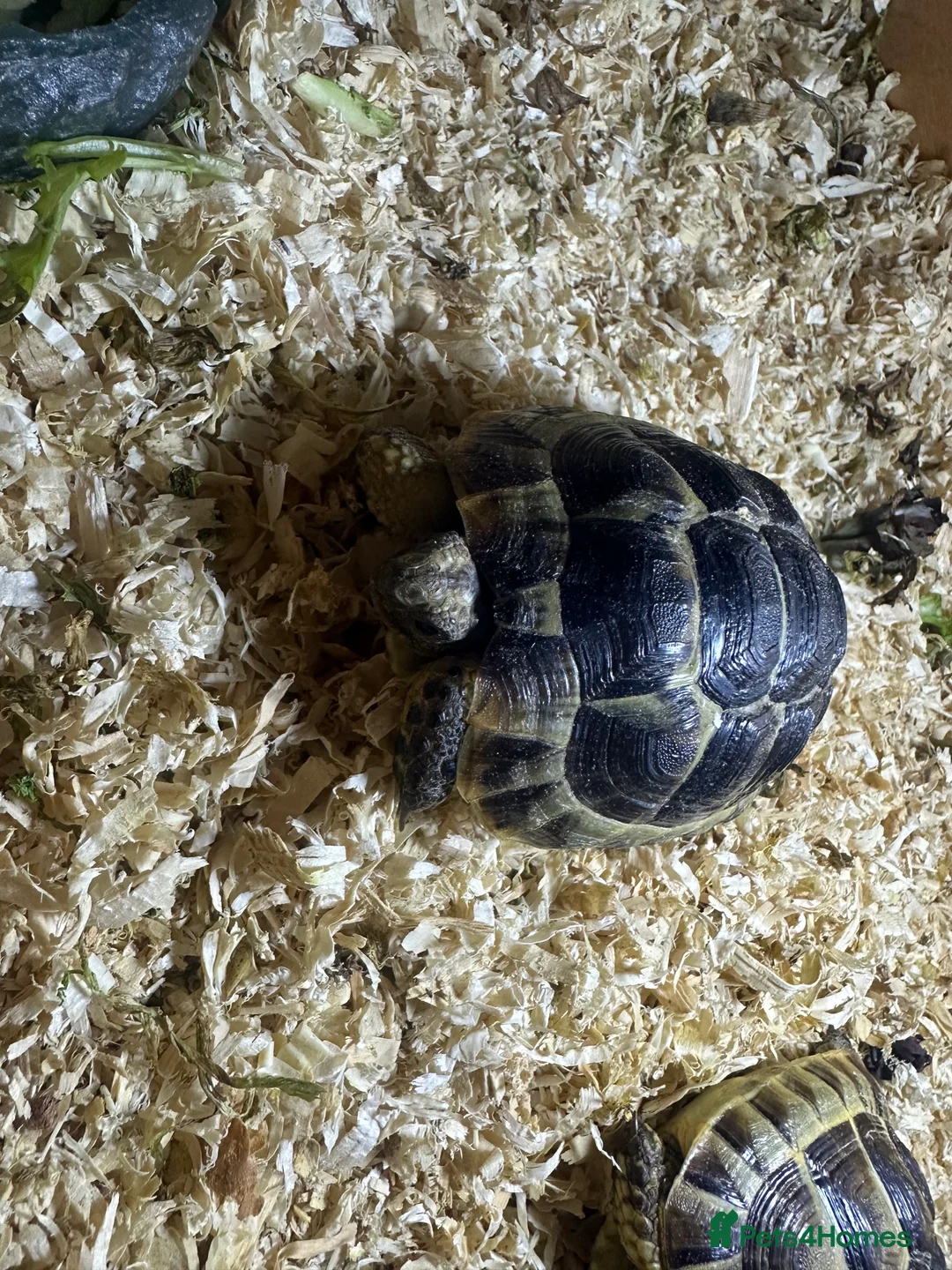 Tortoise reptiles for sale: 2 spurthighed tortoises.  - Advert 6