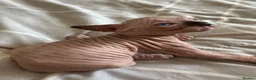 Sphynx cats for stud: 🐾 CHOCOLATE POINT BAMBINO STUD AVAILABLE 🐾 - Advert 9