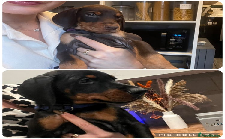 Dobermann dogs READY NOW! KC registered European Doberman Pups - Advert 1