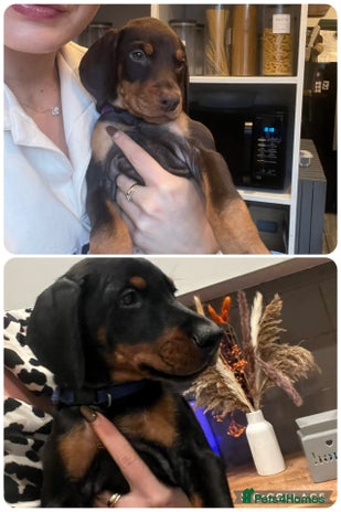 Dobermann dogs READY NOW! KC registered European Doberman Pups - Advert 3