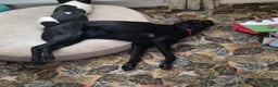 Labrador Retriever dogs for sale: Black labrador - Advert 7